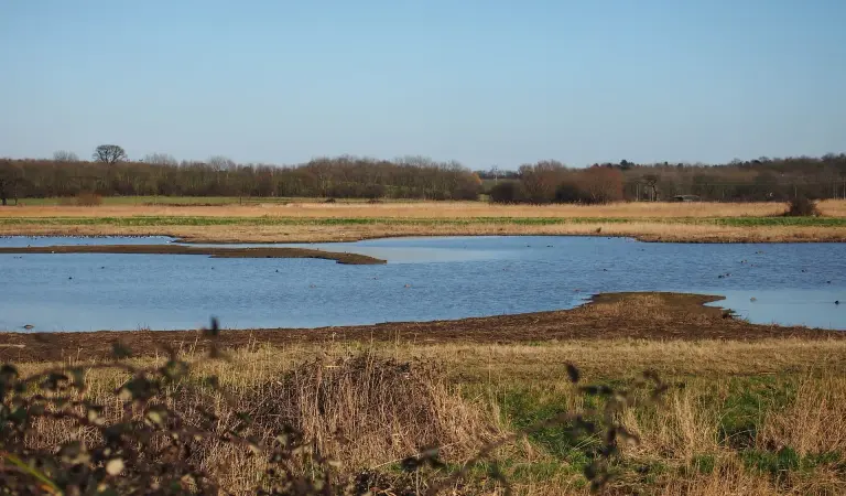 Trimley marshes jpg
